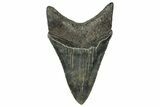 Serrated, Fossil Megalodon Tooth - South Carolina #324300-1